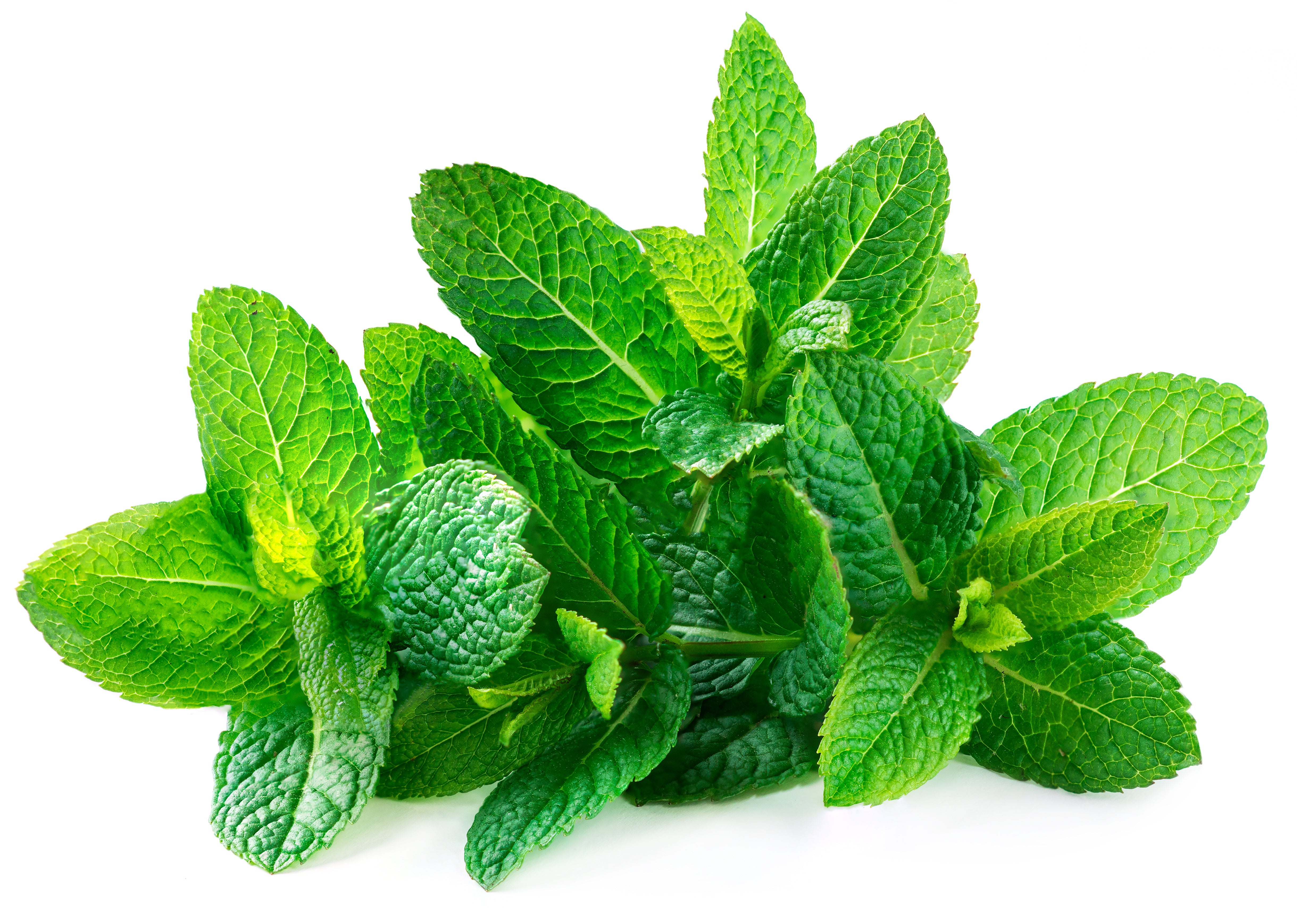 Fenugreek Scalp Scrub